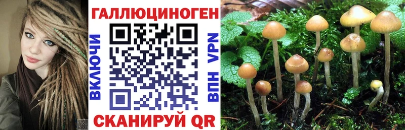 Псилоцибиновые грибы Psilocybine cubensis  Купить  Сретенск 